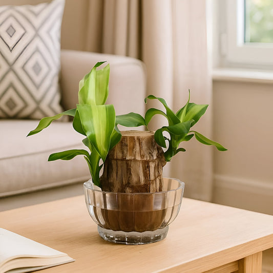 Money Magnet Plant 🌿 | Brazilian Lucky Wood for Growth & Happiness (Buy 1 Get 1 FREE)